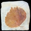 Fossil Leaf (Zizyphoides) - Montana #53291-1
